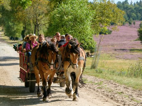 Kutschfahrt mit zwei braunen Pferden auf einem Waldweg im Naturschutzgebiet Lüneburger Heide, umgeben von grünen Bäumen und blühender Heide