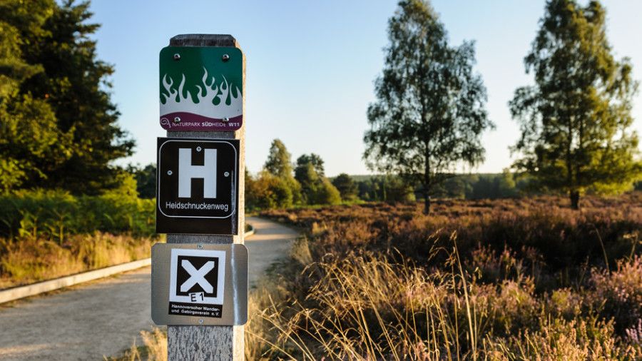 Wegweiser mit Schildern zum Heidschnuckenweg vor einem Sandweg durch blühende Heidelandschaft, im Hintergrund Birken und grüne Bäume bei Sonnenlicht.
