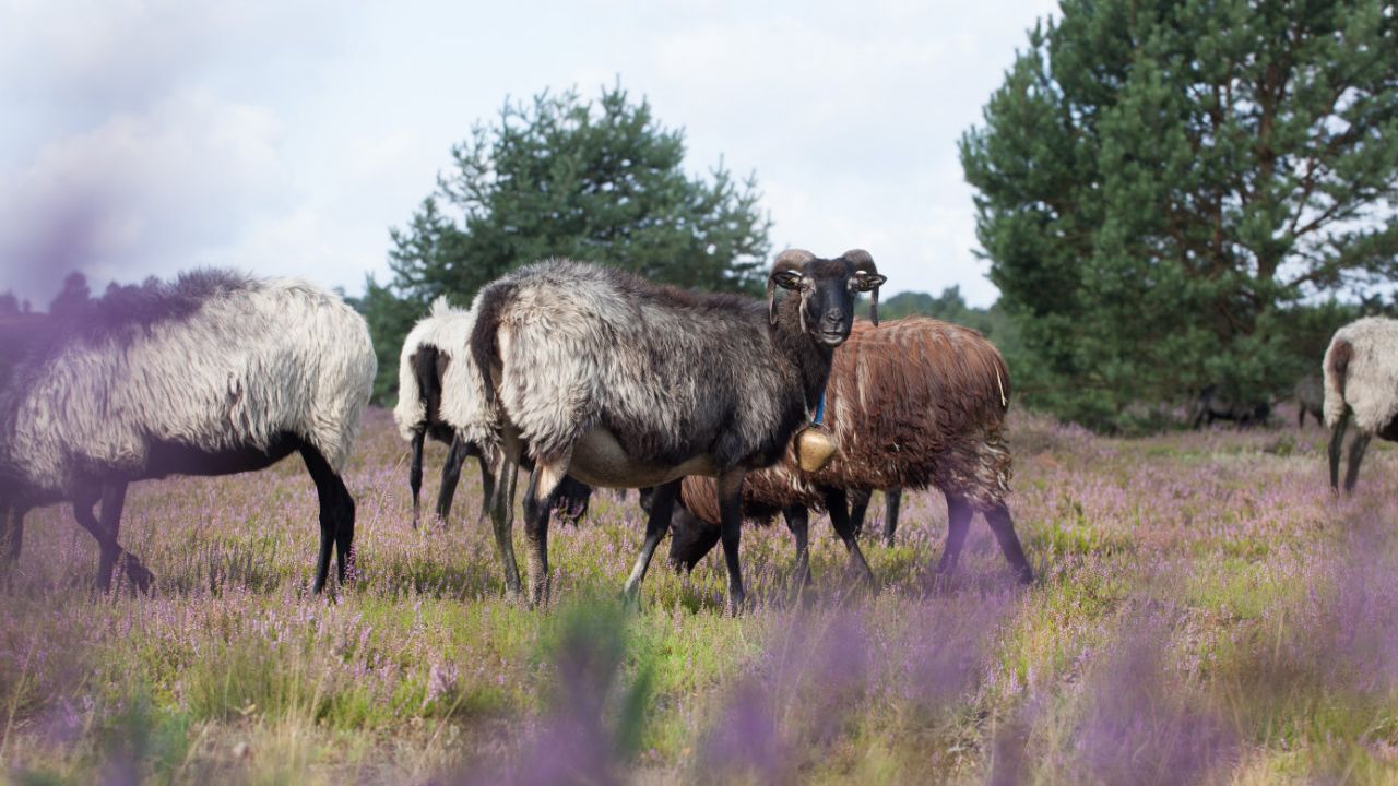 Heidschnucken grasen auf einer Heidefläche bei Bispingen, umgeben von lila blühender Heide und Kiefern