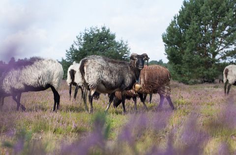 Heidschnucken grasen auf einer Heidefläche bei Bispingen, umgeben von lila blühender Heide und Kiefern