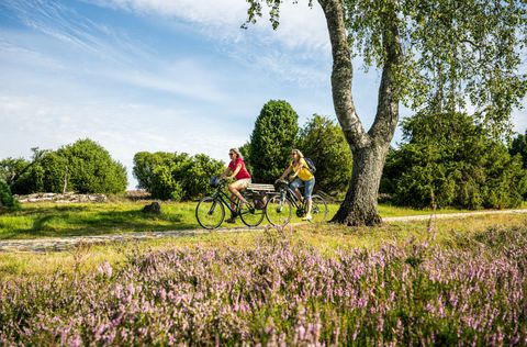 Zwei Radfahrerinnen auf der Heidekreistour radwandern durch blühende Lüneburger Heide unter blauem Himmel
