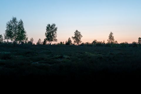Heidefläche bei Bispingen mit vereinzelten Bäumen vor einem klaren Himmel bei Sonnenuntergang