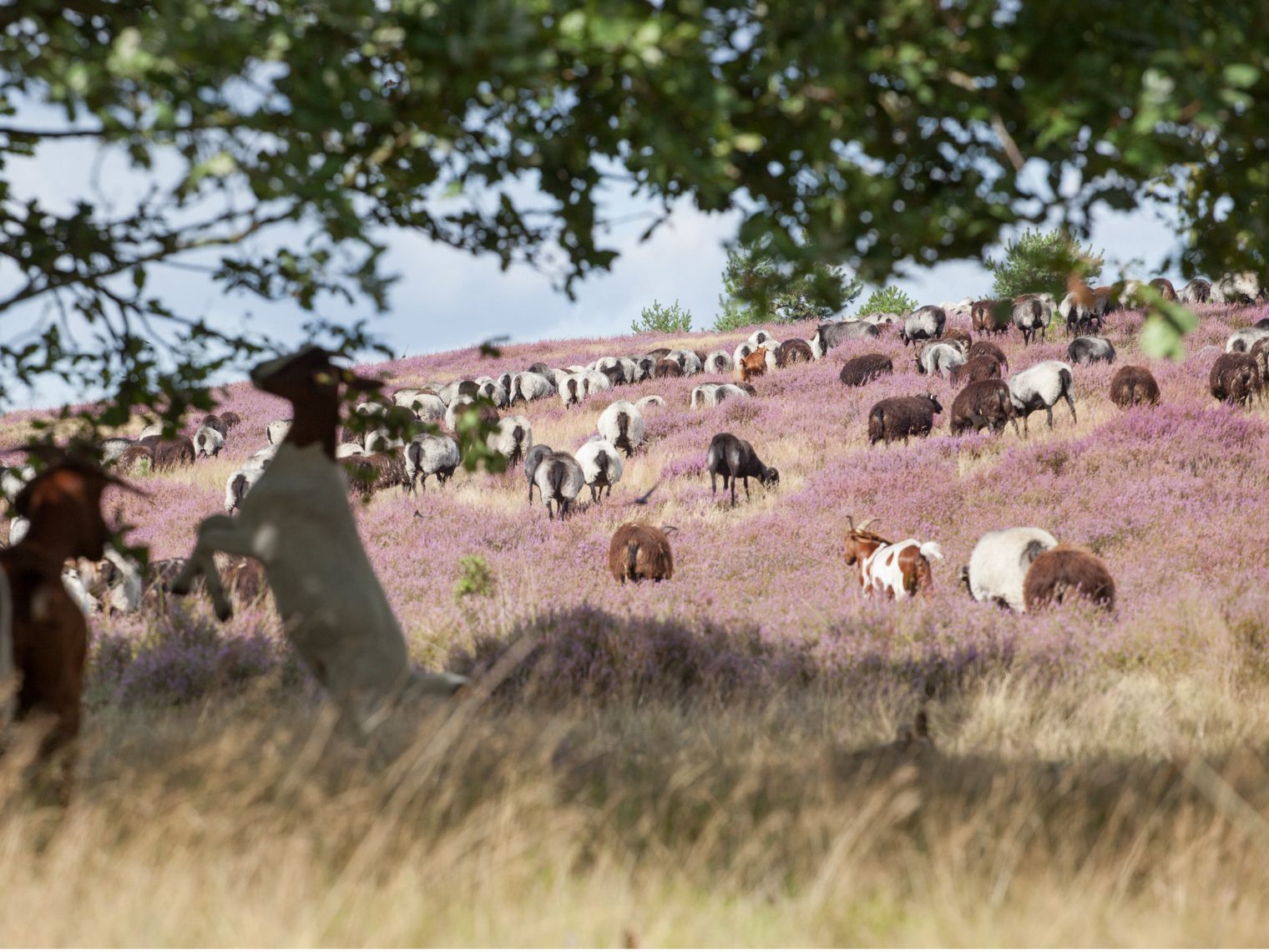 Schnuckenherde grast auf blühender Heide in der Lüneburger Heide, teilweise von Bäumen eingerahmt