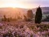 Sonnenaufgang über der Heide mit lila blühenden Pflanzen und vereinzelten Bäumen in Bispingen Totengrund