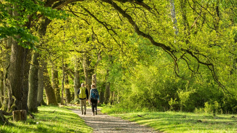 Zwei Menschen spazieren auf einem Waldweg, umgeben von üppigem Grün und der Ruhe der Natur.