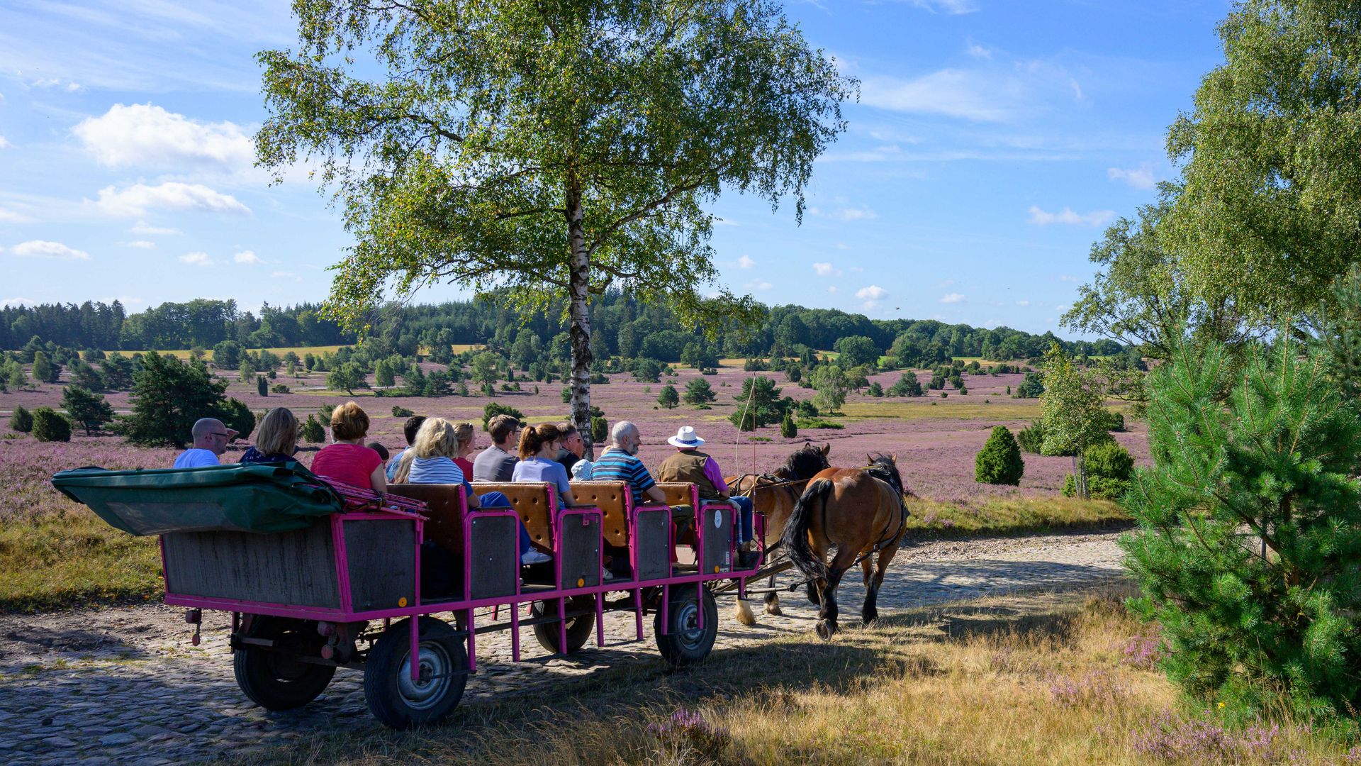 Kutschfahrt mit mehreren Personen durch die blühende Heidelandschaft der Lüneburger Heide bei Niederhaverbeck
