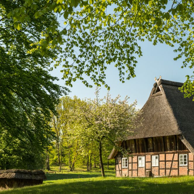 Fachwerkhaus mit Reetdach in Wilsede, umgeben von grünen Bäumen und Wiese unter klarem Himmel