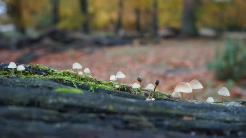Kleine weiße Pilze wachsen auf moosbedecktem Holz im Wald mit herbstlich gefärbtem Hintergrund