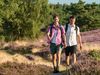 Wanderer gehen auf den Brunsberg mit blühender Heide im Hintergrund