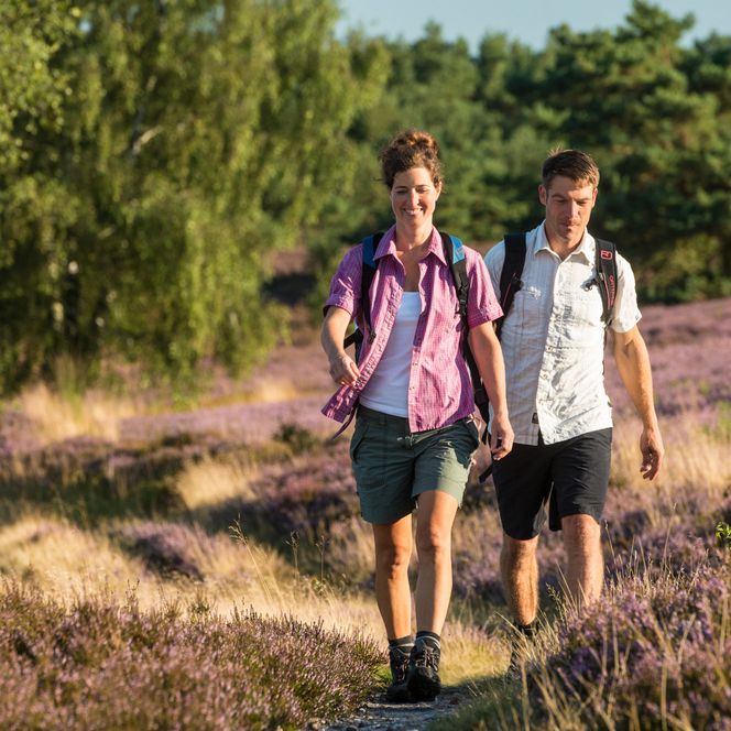Wanderer gehen auf den Brunsberg mit blühender Heide im Hintergrund