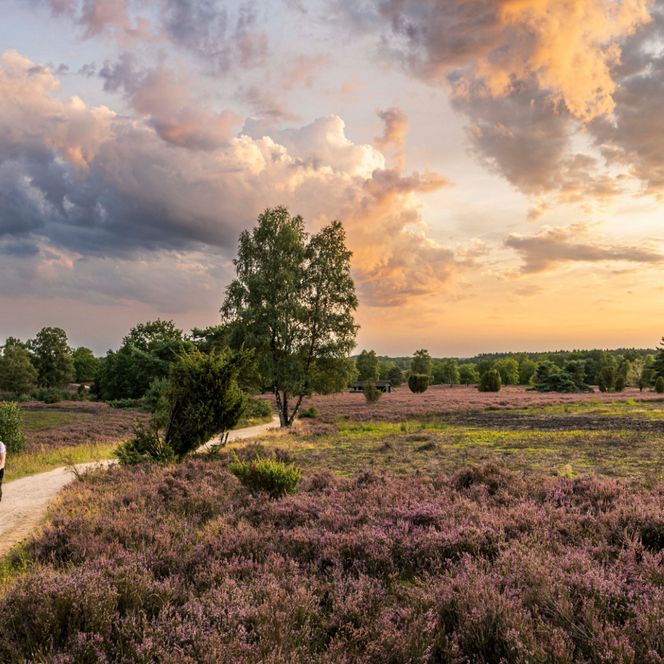 Zwei Personen gehen auf einem Weg durch blühende Heide unter einem bewölkten Himmel bei Sonnenuntergang.