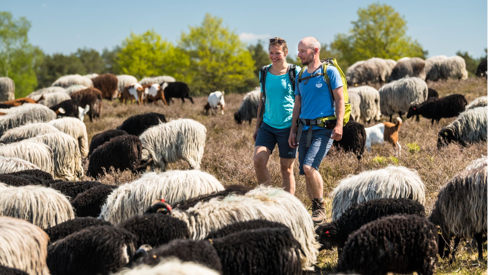 Zwei Wanderer in blauer Sportkleidung gehen durch eine Heidelandschaft mit vielen Heidschnucken