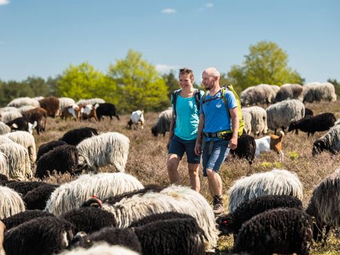 Zwei Wanderer auf dem Heidschnuckenweg umgeben von einer Herde Heidschnucken in einer Heidelandschaft bei sonnigem Wetter