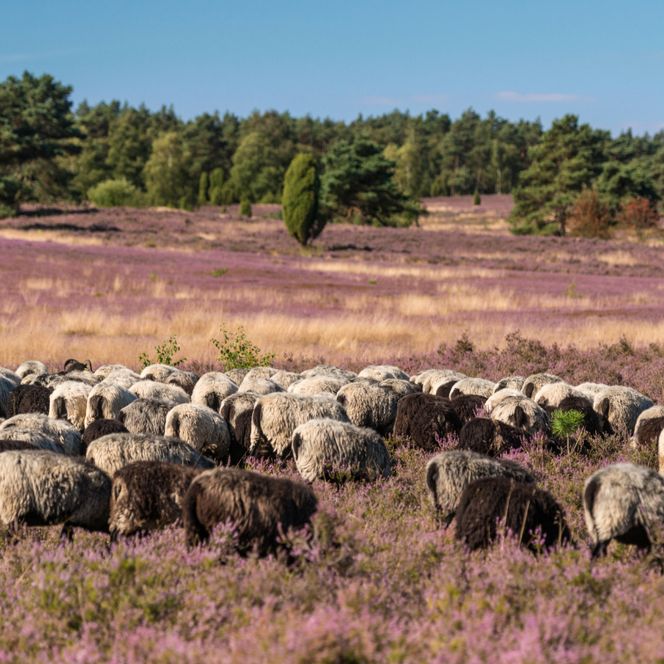 Schnuckenherde auf blühender Heide unter blauem Himmel, im Hintergrund Wald