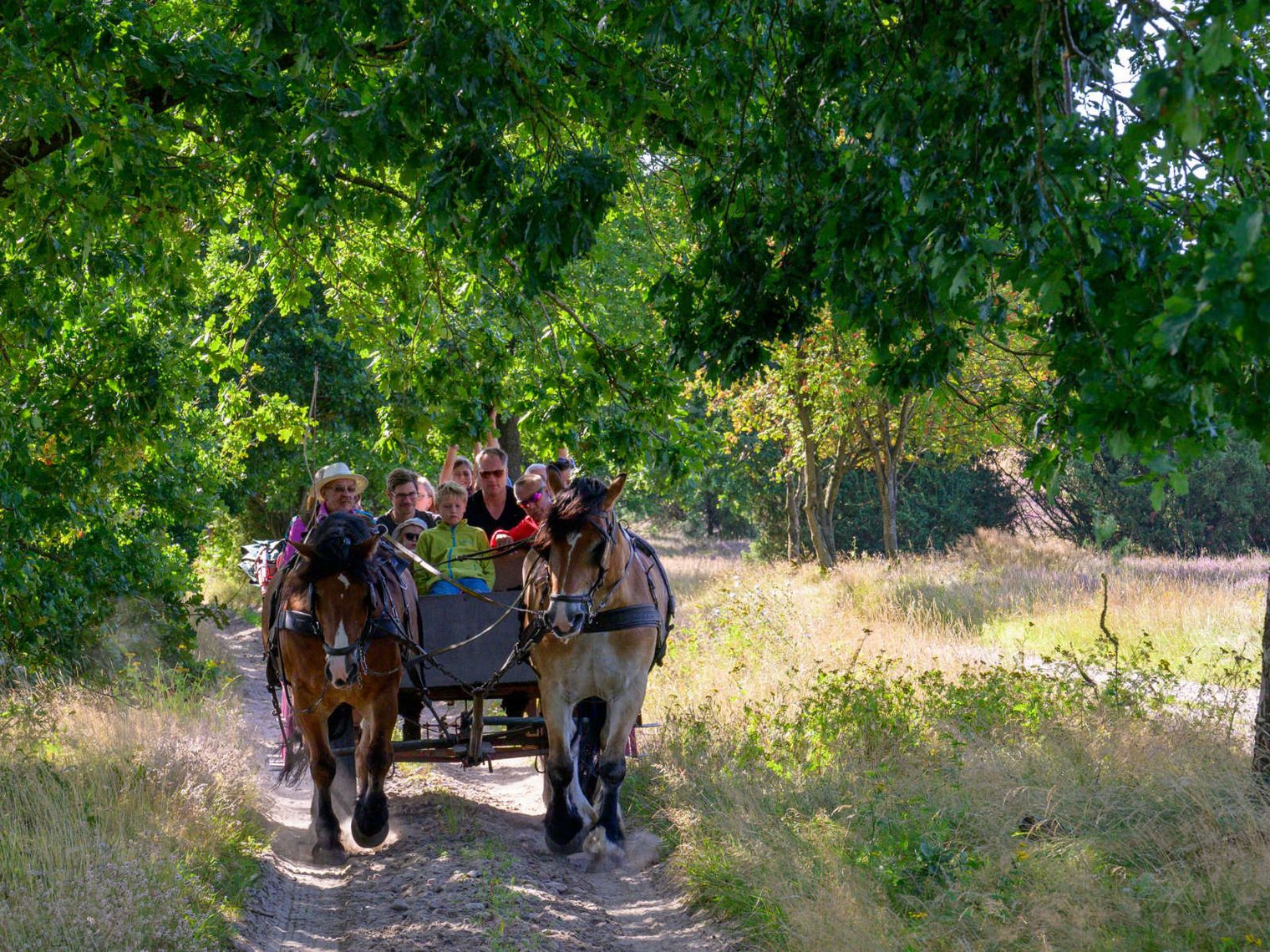 Kutschfahrt mit zwei Pferden auf einem Waldweg in Bispingen, mehrere Personen sitzen auf der Kutsche
