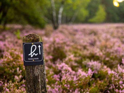 Wegweiser aus Holz mit dem Schriftzug 'Heideschleife' auf einem Holzpfahl vor blühender Heide am Heidschnuckenweg
