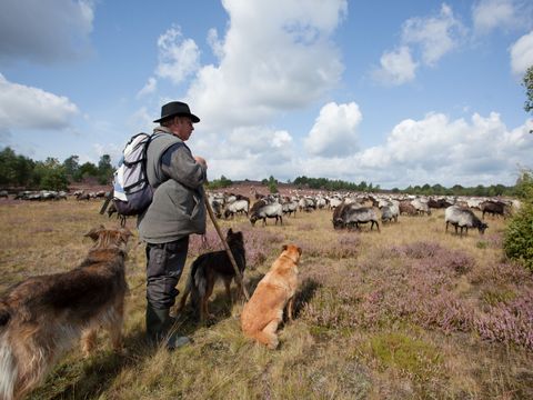 Schäfer mit drei Hunden bewacht eine Herde Heidschnucken im Naturschutzgebiet Lüneburger Heide unter bewölktem Himmel