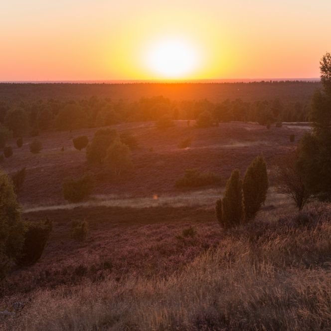 Sonnenuntergang über der Heidelandschaft am Wilseder Berg in Abendstimmung mit warmem orangefarbenem Himmel