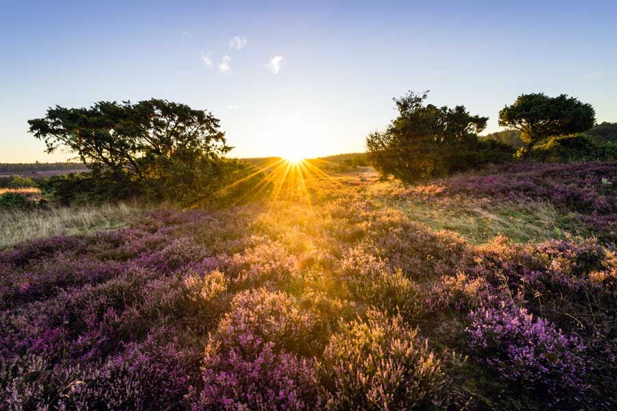 Sonnenaufgang über blühender Heide auf dem Turmberg bei Bispingen mit violetten Heidepflanzen und Bäumen