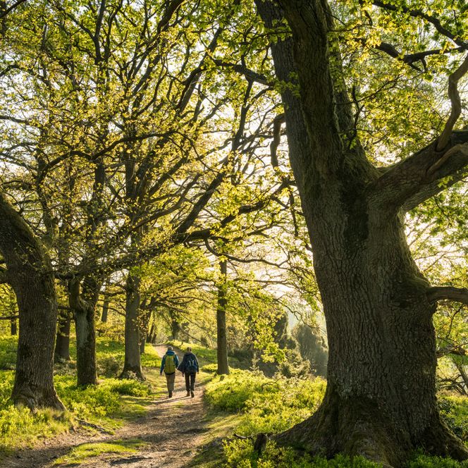Zwei Personen gehen auf einem von großen Bäumen gesäumten Waldweg im Sonnenlicht