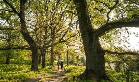 Zwei Personen gehen auf einem von großen Bäumen gesäumten Waldweg im Sonnenlicht