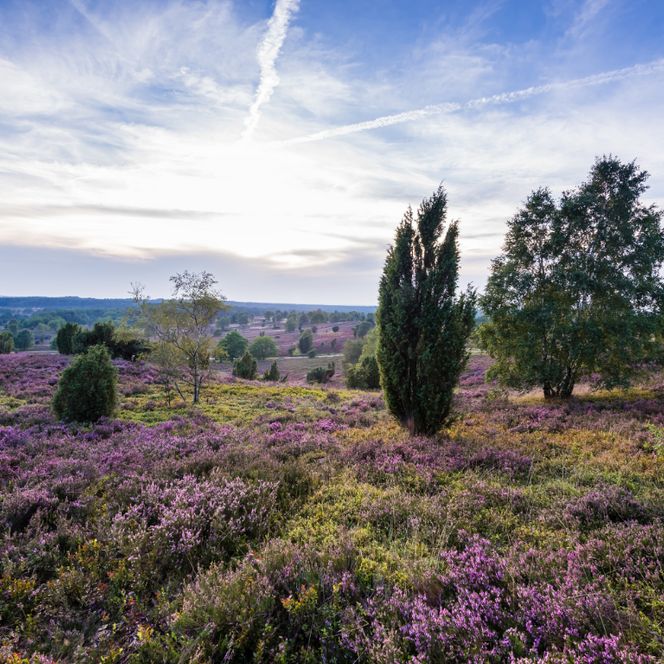 Landschaft mit blühender Heide in lila und grünen Farbtönen, vereinzelte Bäume und bewölkter Himmel bei Sonnenuntergang
