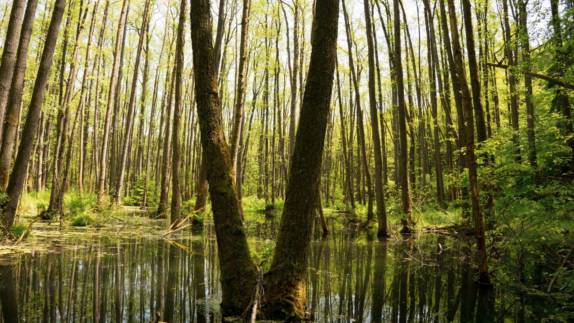 Wald mit schlanken Bäumen und stehenden Gewässern im Soehlbruch bei Hützel, Bispingen