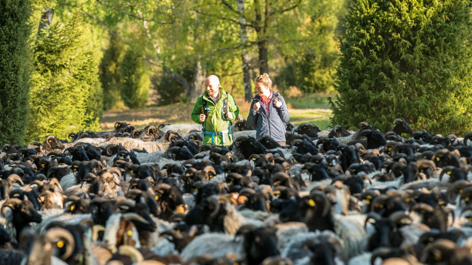 Zwei Wanderer, ein Mann und eine Frau, gehen auf dem Heidschnuckenweg durch eine Heidelandschaft bei sonnigem Wetter