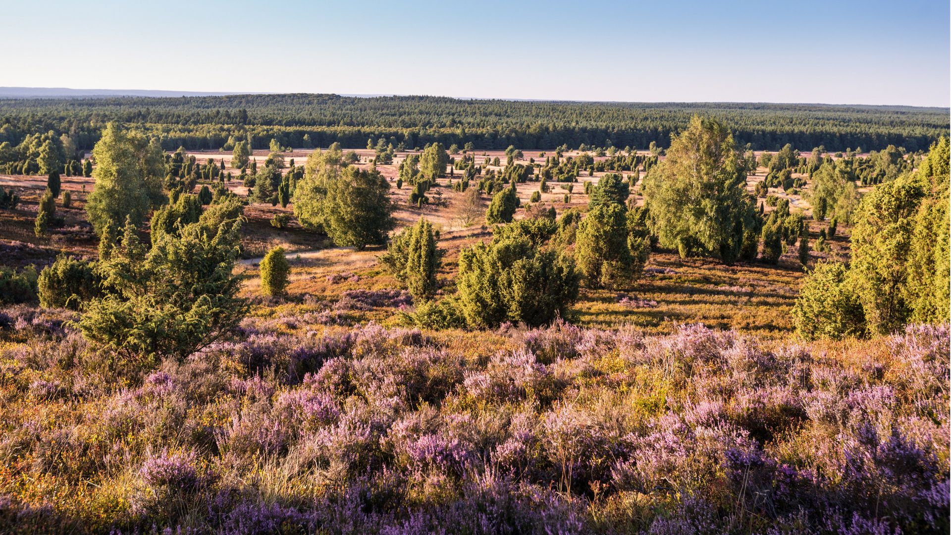 Landschaft mit blühender Heide, verstreuten Büschen und Bäumen am Wilseder Berg im Naturschutzgebiet