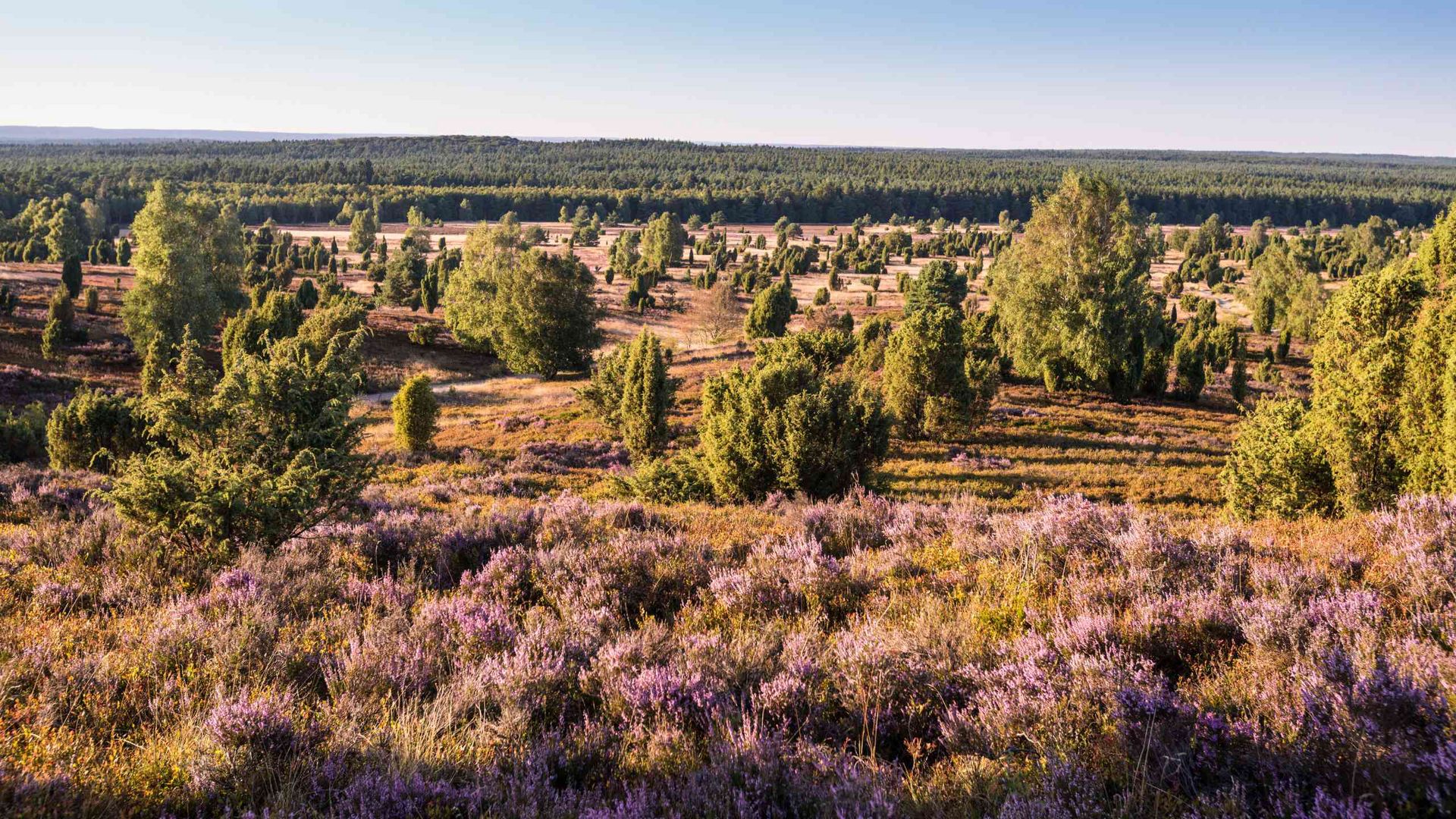 Landschaft mit blühender Heide, verstreuten Büschen und Bäumen am Wilseder Berg im Naturschutzgebiet
