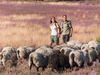 Zwei Wanderer mit Rucksäcken gehen durch ein lila blühendes Heidefeld mit einer Schnuckenherde im Vordergrund