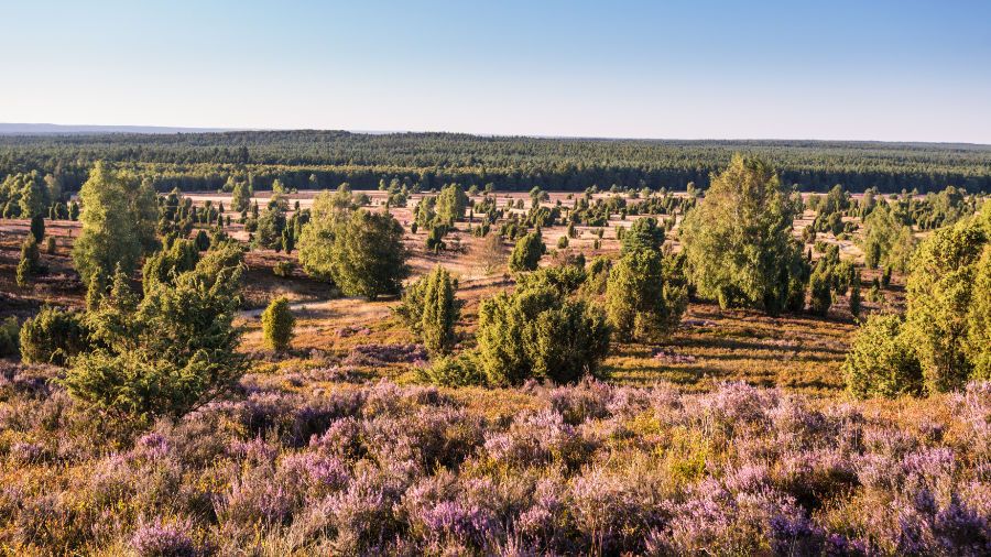 Ausblick vom Wilseder Berg auf blühende Heide und grüne Wacholdersträucher