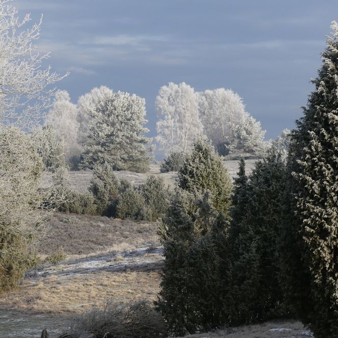 Winterliche Landschaft mit frostbedeckten Bäumen unter bewölktem Himmel
