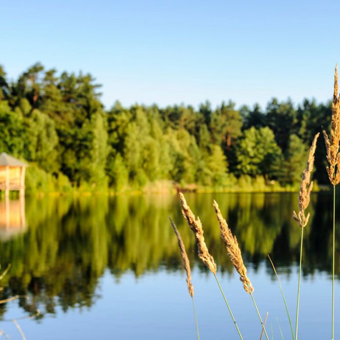 Im Vordergrund stehen hohe Gräser, unscharf im Hintergrund spiegelt sich ein Wald in einem ruhigen See. Links am Ufer befindet sich ein hölzerner Pavillon. Der Himmel ist klar und blau.